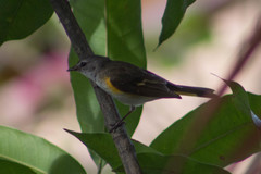 Setophaga ruticilla