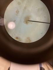 Chytridiomycota