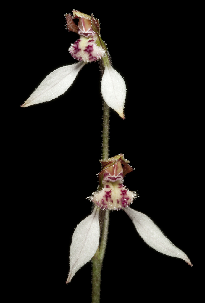 Eriochilus helonomos