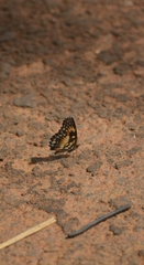 Chlosyne lacinia saundersi