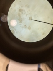 Chytridiomycota