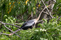 Anhinga anhinga