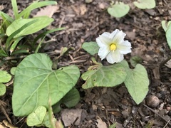 Lycianthes asarifolia