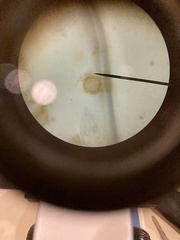 Chytridiomycota