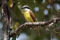 Pitangus sulphuratus