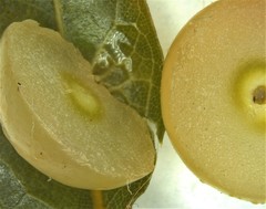 Amphibolips quercusracemaria