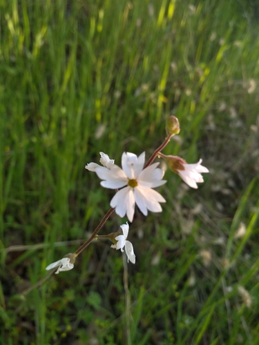 iNaturalist observation photo of San Francisco woodland-star