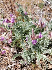 Astragalus inflexus