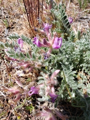 Astragalus inflexus