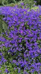 Aubrieta deltoidea