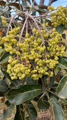 Didymopanax macrocarpus