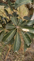 Didymopanax macrocarpus