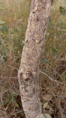 Didymopanax macrocarpus