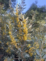 Acacia redolens