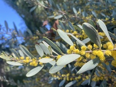 Acacia redolens