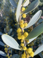Acacia redolens
