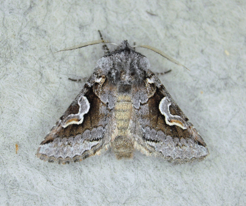 Gray Weld-spot