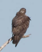 Buteo swainsoni