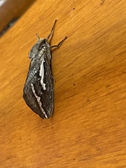 Abantiades argentata