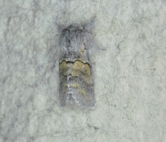 Gluphisia lintneri