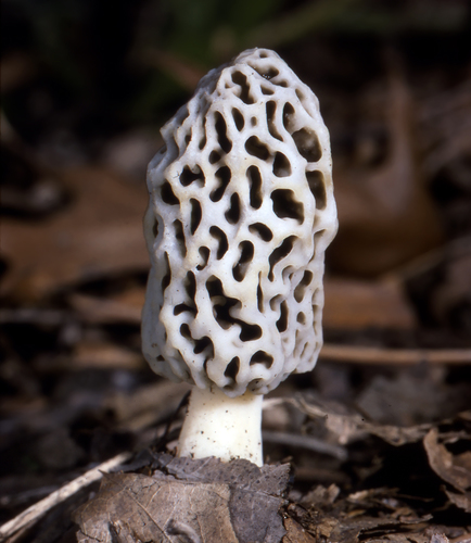 American yellow morel