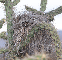 Campylorhynchus brunneicapillus