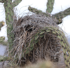 Campylorhynchus brunneicapillus