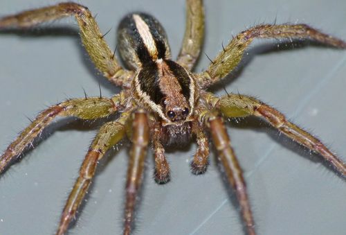 Garden Wolf Spider (Anoteropsis hilaris) · iNaturalist NZ