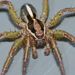 Garden Wolf Spider - Photo (c) Steve Kerr, some rights reserved (CC BY), uploaded by Steve Kerr