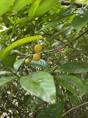 Prunus pseudocerasus