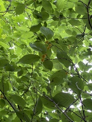 Prunus pseudocerasus