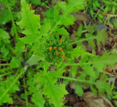 Youngia thunbergiana