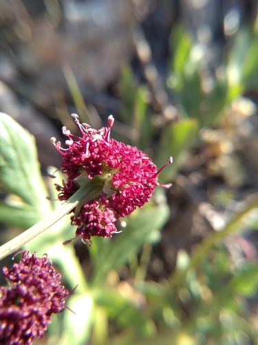 iNaturalist observation photo of Purple Sanicle
