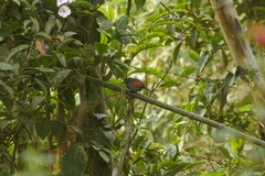 Synallaxis brachyura