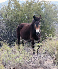 Equus asinus × caballus