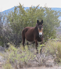 Equus asinus × caballus