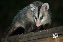 Didelphis albiventris
