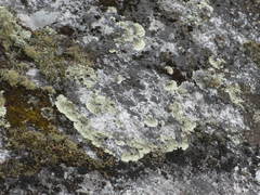 Arctoparmelia centrifuga