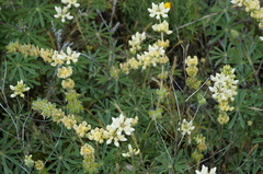 Lupinus luteolus