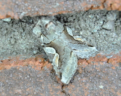 Stretchia plusiaeformis