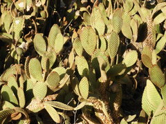 Opuntia microdasys