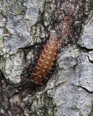 Pyractomena borealis