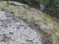 Arctoparmelia centrifuga