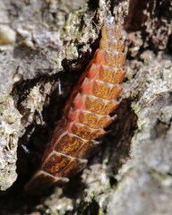 Pyractomena borealis