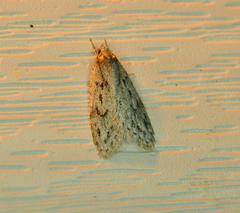 Semioscopis megamicrella