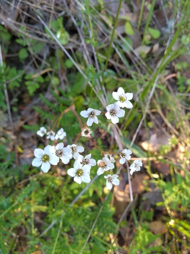 iNaturalist observation photo of California Saxifrage
