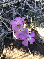 Phlox woodhousei