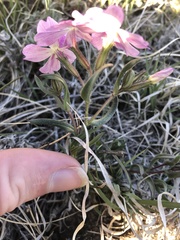 Phlox woodhousei