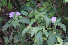 Ruellia caroliniensis image