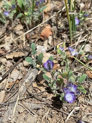 Protosmia rubifloris